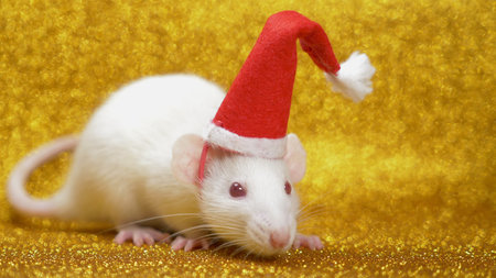 white rat in santa christmas cap on gold background. close-up. symbol of 2020. copy space.の写真素材