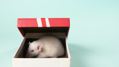Cute little white rat in a gift box. on a blue background. Symbol of the year 2020, a gift to the childの写真素材