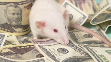 little white rat made a nest of dollars.の写真素材