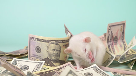 little white rat made a nest of dollars.の写真素材