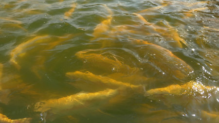 fish farm concept. close-up. many golden trout splashing in the water while feeding.の写真素材
