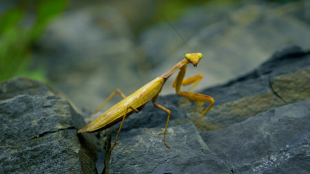 brown-green mantis on a rock. close-up. disguise as wilted leaves.の写真素材