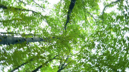 view of the foliage of trees in the forest and the sky from the bottom up, whirling