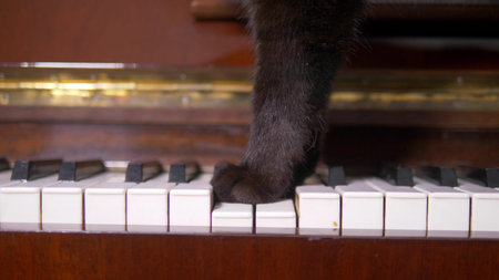 the cat is playing the piano. closeup. paws of a cat walk on the piano keysの写真素材