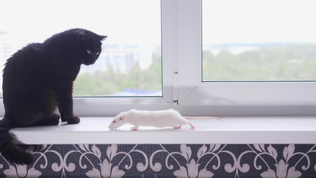 black cat and white mouse together on the windowsill