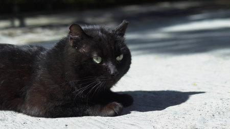 portrait of a black cat lying outdoors on a clear Sunny day.の写真素材