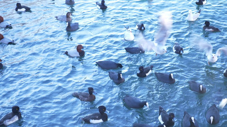 flock of wild ducks and seagulls on the seashore in the daytimeの写真素材