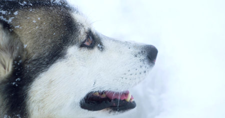 gray husky dog with multi-colored eyes in a snowdriftの写真素材