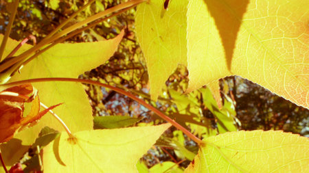 Beautiful autumn background. extreme close-up. yellow maple leaves. sun glareの写真素材