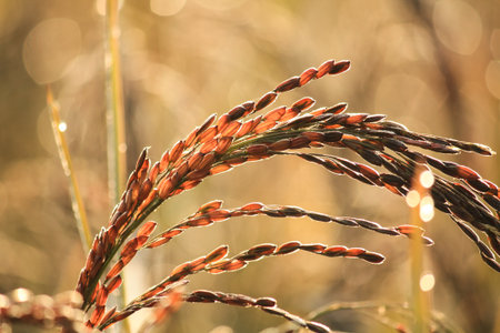 ricefieldの写真素材