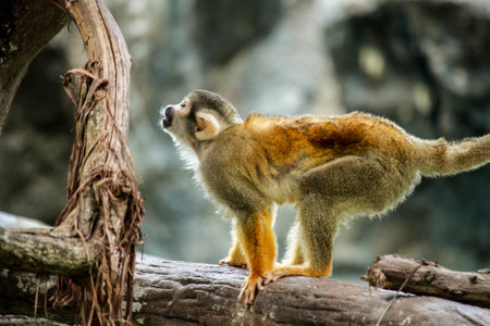 monkey in the natureの写真素材