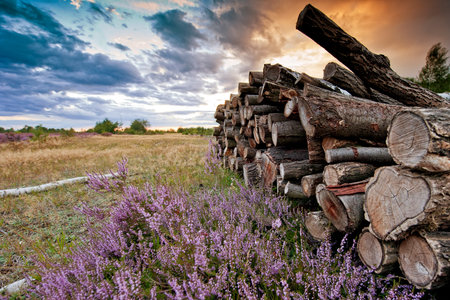 Chopped wood against the sunsetの写真素材