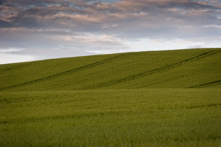 Peaceful landscape meadow on background of cloudsの写真素材