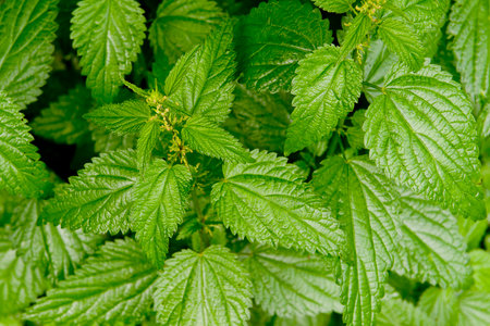 Fresh nettle grows in the wildの写真素材
