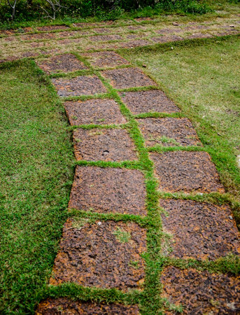 Path in park  の写真素材