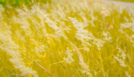 blurred background field grass pastels filtersの写真素材