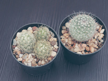 blurred, top view the cactus on table vintage filterの写真素材