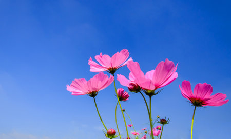 pink cosmos flowers with blue sky and cloud background, with copy spaceの写真素材