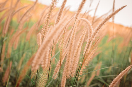blurred and selective focus close up of nature fresh green grass