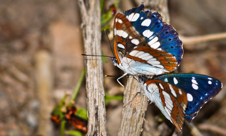 Blue   brown butterflies at the forestの写真素材