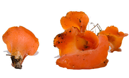 Tremiscus helvelloides  Studio photo の写真素材