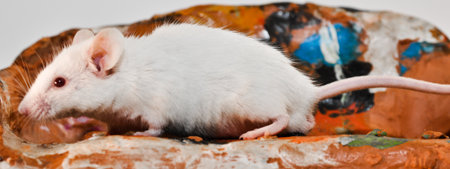house mouse  Mus musculus の写真素材