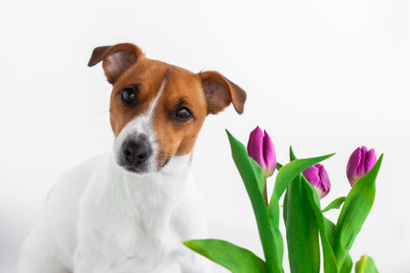 Dog with flowers ,jack russell on white backgroundの写真素材