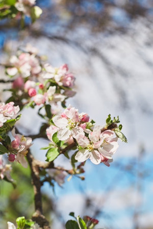 Branch of blooming apples in the garden against the sky. Pink flowersの写真素材