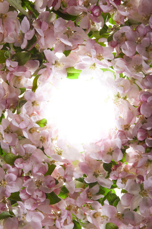 Fresh flowers pattern are located throughout the frame with a place for an inscription in the middle. Pink flowers are lit with soft light. Template for designersの写真素材