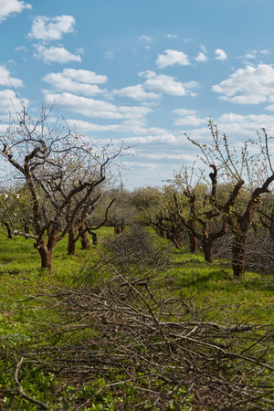 Professional trimming trees in the orchard. Caring for trees in the garden, gardening. no people. cut branches on the grassの写真素材