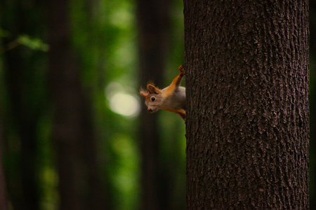 Squirrel Peeking from a Tree. Squirrel climbing on a tree in the forest. Shallow depth of field.