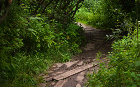 Rustic wooden plank path winding through a dense green summer forest. Old timber walkway on a hiking...