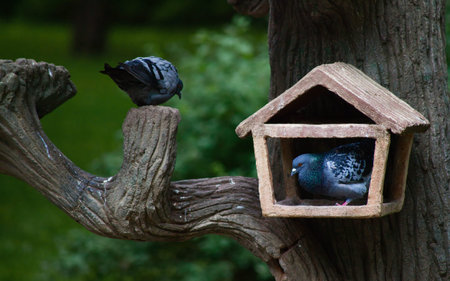 Pigeons perched on a rustic stone birdhouse and tree branch. Grey birds in a decorative artificial...