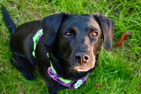 A professional outdoor portrait of a black dog wearing a bright neon green and purple harness. The shot features a high-angle perspective, focusing on the dog's soulful amber eyes and shiny coat against a backdrop of sunlit green grass.の写真素材