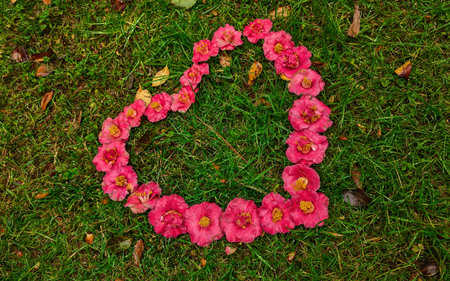 A professional top-down shot of vibrant pink camellia blossoms arranged in a perfect heart shape on...