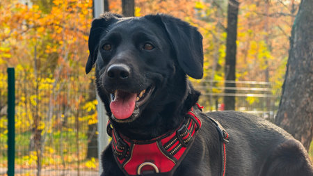 A vibrant close-up portrait of a happy black Labrador Retriever with its tongue out, smiling in a beautiful autumn park. The loyal dog wears a red harness, contrasting with the blurred natural background of colorful fall foliage and trees.