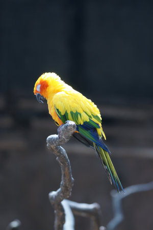 The Sun Parakeet or Sun Conure  Aratinga solstitialis  is a medium-sized brightly colored parrot...