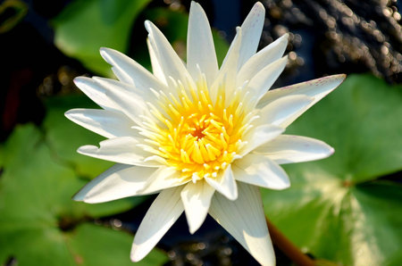 blooming lotus flowerの写真素材