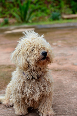 curly hair dog in sitting positionの写真素材