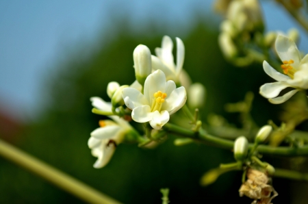 white flowerの写真素材