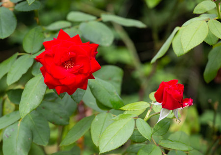Beautiful Chinese rose in the old parkの写真素材