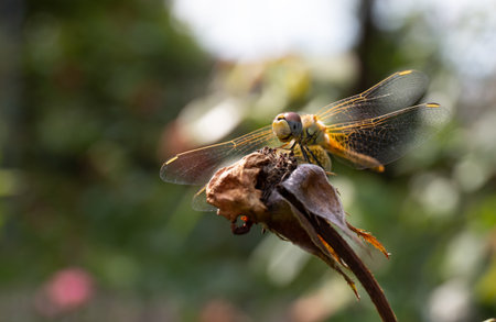 a beautiful dragonfly on a dried flower in an old park