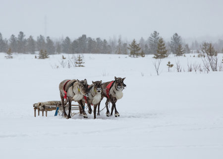 Horses and reindeers in Lapland, Finland.の写真素材