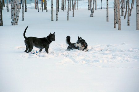 Two dogs playing on the snow in the birch grove.