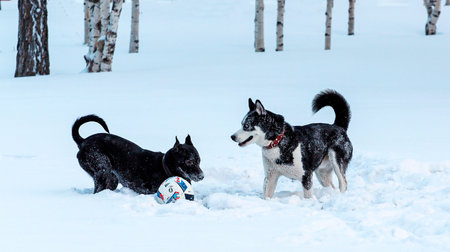 Two dogs on the snow in the winter forest. Vintage style.の写真素材
