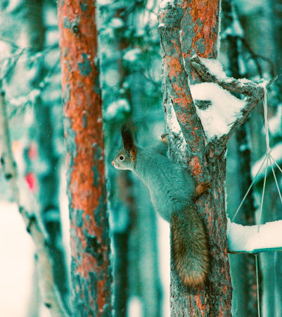 Squirrel on the tree in the winter forest. Winter forest.