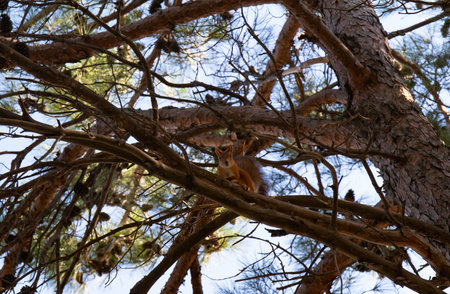 Squirrel in a pine forest in Gran Canaria, Spain.の写真素材