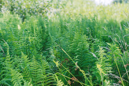 Fern leaves. Chlorophyll. Healthy flora growing in the forest on the planet Earth. International Day of Forests.の写真素材
