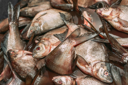 Big fish catch. Live large fish are in the waterの写真素材