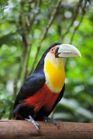 Toucan bird in Brazilian Jungleの写真素材